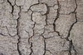 Horizontal closeup photo of tree bark texture with big cracks and rough lines. Aging rugged grey tree bark backgroound.