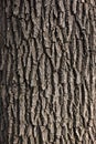 Grey bark of old tree texture background. Vertical photo of tree texture with vertical cracks and rough lines. Royalty Free Stock Photo