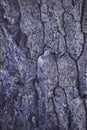 cracked rough purple tree bark background