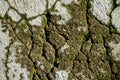 Cracked rough surface texture background of grey cement, sand and stone pavement road ground with green lichen and tamarind leaves Royalty Free Stock Photo