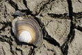 Cracked Seashell. Freshwater clam residue