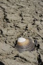 Cracked Seashell. Freshwater clam residue