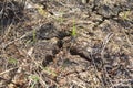 The cracked soil is cracked due to prolonged drought