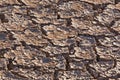 Cracked dry hot soil dried drought earth climate change