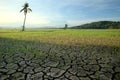 Cracked soil in a dried paddy field. there are palm tree with background mount of kinabalu borneo,sabah Royalty Free Stock Photo