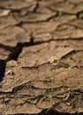 Cracked soil With a single flower Royalty Free Stock Photo