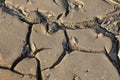 Cracked soil in the sun. Desert. Drought. Saline Royalty Free Stock Photo