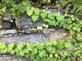 Cracked Stone Wall Covered in Vines