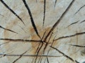 Cracked stump, detail
