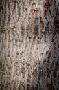close up of the tree bark, tree knot. Royalty Free Stock Photo