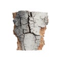 Cracked Tree Bark Texture. Natural Patterns And Organic Design Elements. Isolated On Transparent Background Royalty Free Stock Photo