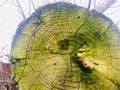 Cracked tree rings with moss, with dry branch background.