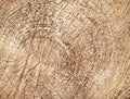 Cracked tree stump background