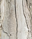 A CRACKED TREE TRUNK Royalty Free Stock Photo