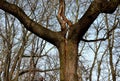 Cracked trunk longitudinally. it can be a poorly cultivated double crown with a cavity, or a lightning strike that split a tree. a Royalty Free Stock Photo