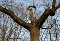 Cracked trunk longitudinally. it can be a poorly cultivated double crown with a cavity, or a lightning strike that split a tree. a Royalty Free Stock Photo