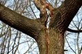 Cracked trunk longitudinally. it can be a poorly cultivated double crown with a cavity, or a lightning strike that split a tree. a Royalty Free Stock Photo