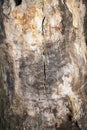 Cracked trunk of old oak without bark, dead tree