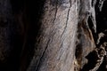 Cracked trunk of an old tree, close-up