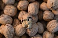 A cracked walnut and blurred walnuts in the background. Focus on cracked walnut Royalty Free Stock Photo