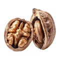 Cracked Walnut Shell with Visible Nutmeat Royalty Free Stock Photo