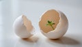a cracked white eggshell with a small green sprout growing out from inside Royalty Free Stock Photo