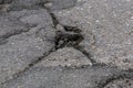 Cracked whole in the asphalt road Royalty Free Stock Photo