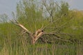 Cracked willow tree, still producing fresh spring leafs