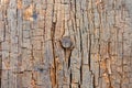 Cracked Wood Texture with Knot Royalty Free Stock Photo