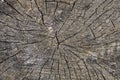 Cracked wooden log texture