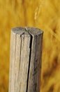 Cracked wooden post on a background of yellow and brown grass Royalty Free Stock Photo