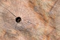 Cracked Wooden stump texture top view with hole. Seamless background texture Royalty Free Stock Photo