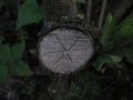 Cracked wooden texture, sawn stump, surrounded by green leaves