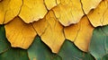 Cracked Yellow and Green Tree Bark Royalty Free Stock Photo