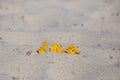 Crackers in the sand on the beach Royalty Free Stock Photo