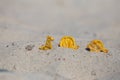 Crackers in the sand on the beach Royalty Free Stock Photo