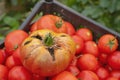 Cracking of tomatoes. Damage and diseases of tomato fruits caused by improper care of plants. The damaged tomato crop is