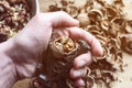 Cracking walnut nutcracker in hand on the background of the slides of the shell Royalty Free Stock Photo