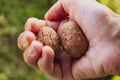 Cracking walnuts with one hand Royalty Free Stock Photo