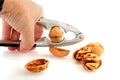 Cracking the whole walnut Royalty Free Stock Photo