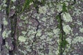 Crackled surface of tree bark with moss and light green lichen