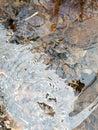 Crackly Dry Leaves Trapped in the Ice.