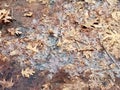 Crackly Dry Leaves Trapped in the Ice.