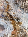 Crackly Dry Leaves Trapped in the Ice.