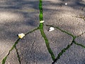 Cracks in asphalt, overgrown with moss Royalty Free Stock Photo