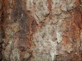 Red rough. cracked bark of an old blue spruce. frontal view. canyons. Rough tree bark horizontal format Royalty Free Stock Photo
