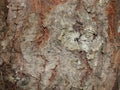 Red rough. cracked bark of an old blue spruce. frontal view. canyons. Rough tree bark horizontal format Royalty Free Stock Photo