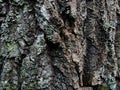 Gray-green blue rough. cracked bark of old alder. front view. canyons. Rough tree bark horizontal format Royalty Free Stock Photo