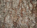 Red rough. cracked bark of an old blue spruce. frontal view. canyons. Rough tree bark horizontal format Royalty Free Stock Photo