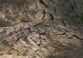 Cracks in the ground caused by voles